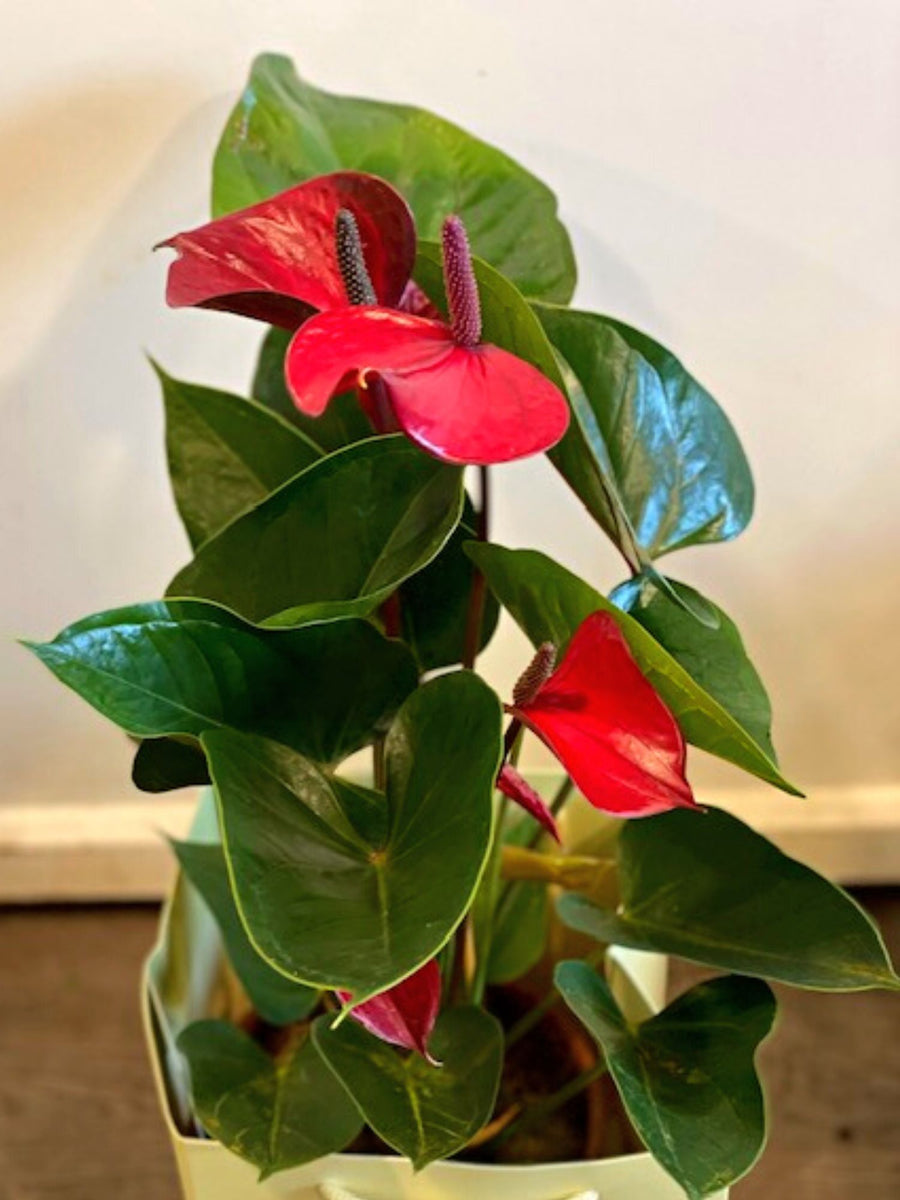 anthurium dutch red Anthurium Plant