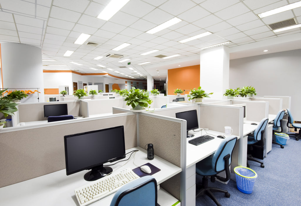 Flowers and Plants: Helping Workplace Productivity to Bloom