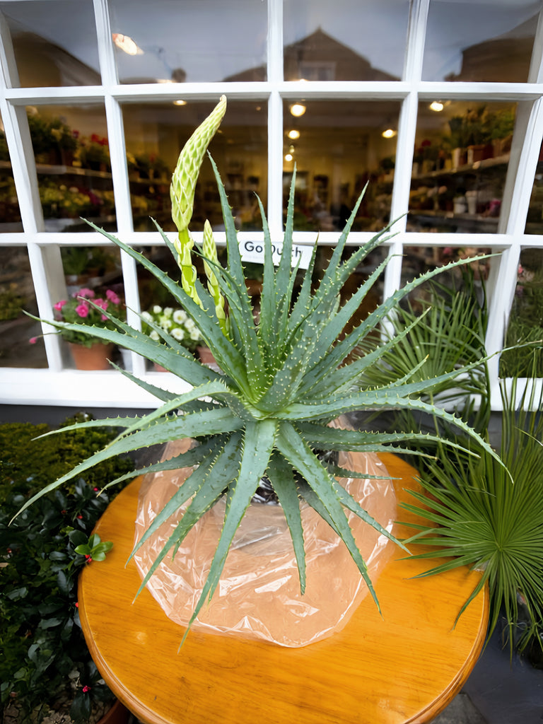 Aloe with Flower