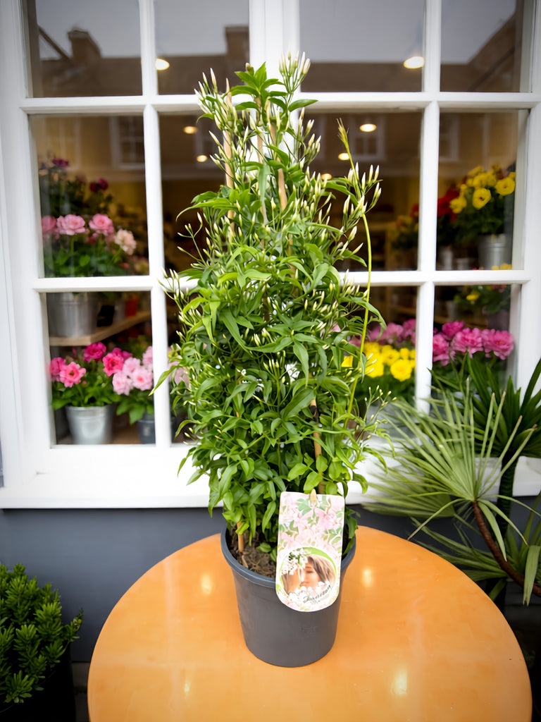 Jasmine Plant