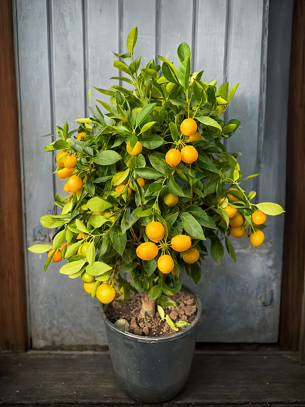 Large Orange Tree on Stem