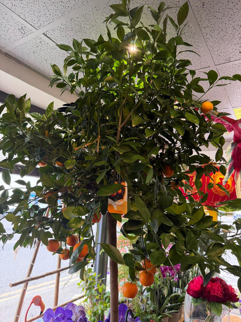 Huge Orange Tree
