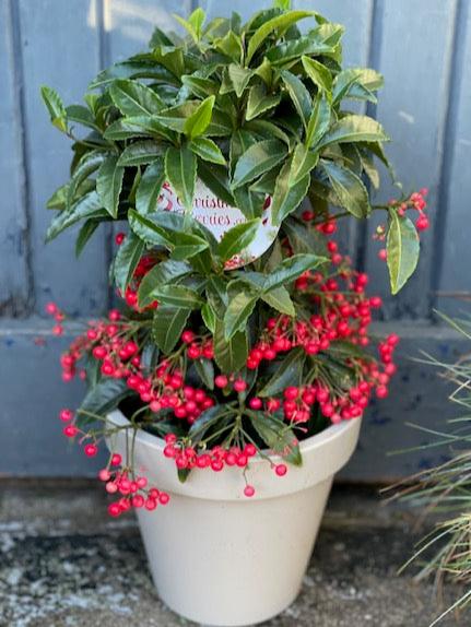 Ardisia Plant