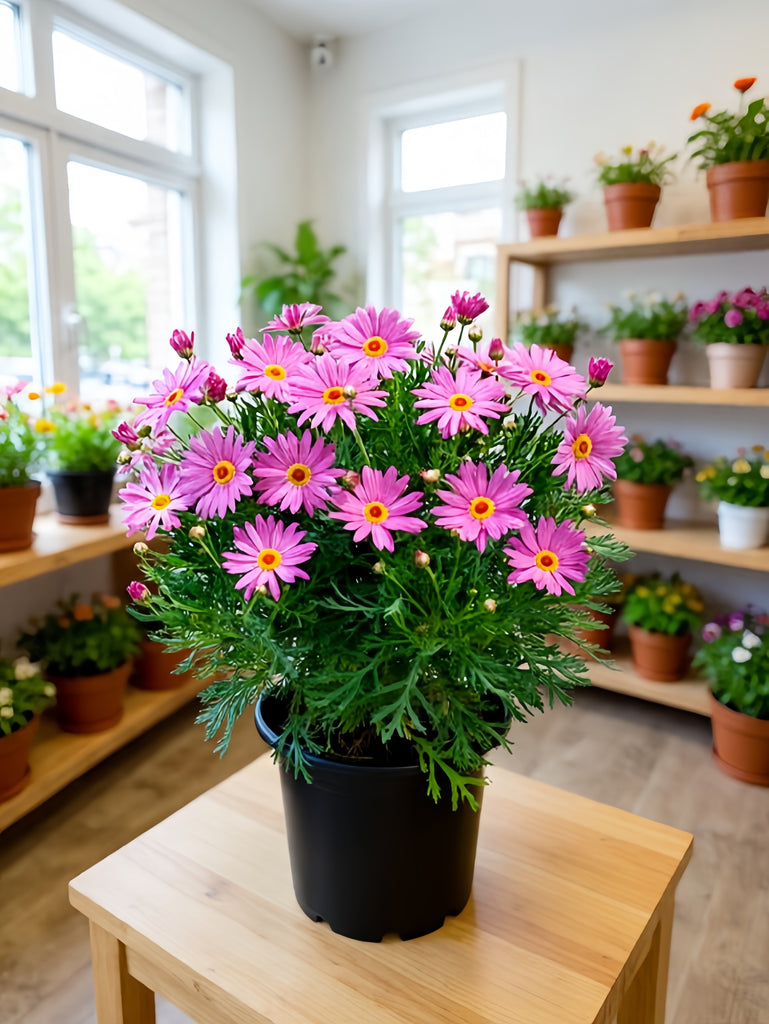 Pink Marguerite