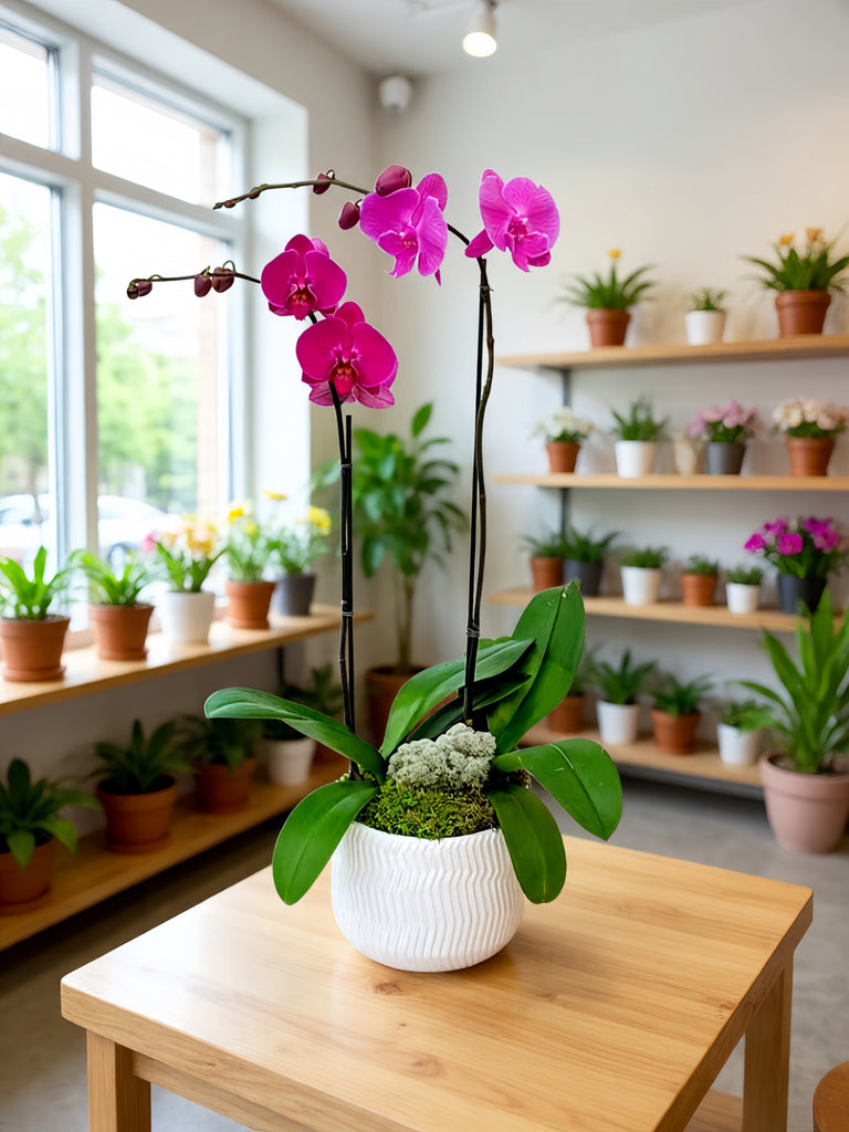 2-Stem Purple Orchid