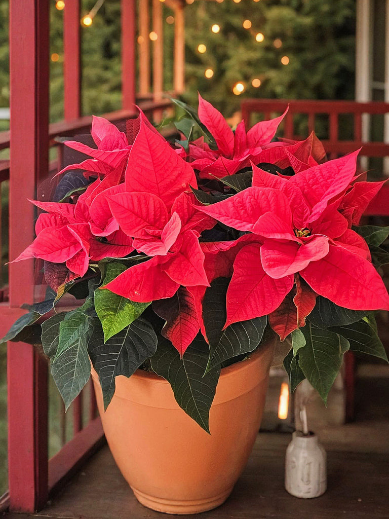 Poinsettia Plant