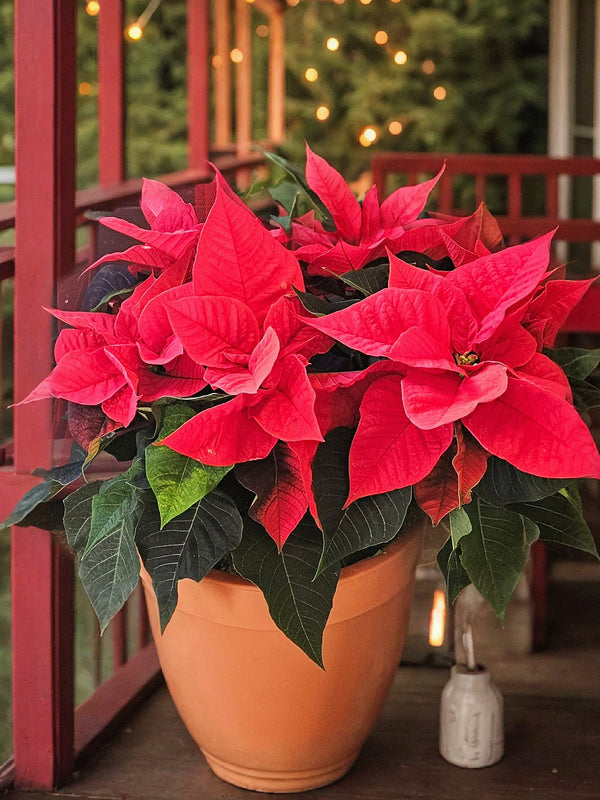 Poinsettia Plant