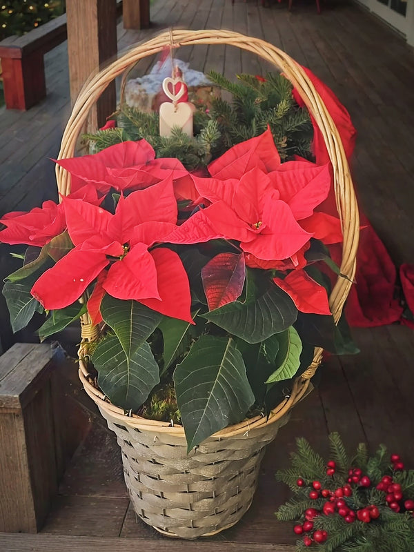 Festive Basket of Poinsettia