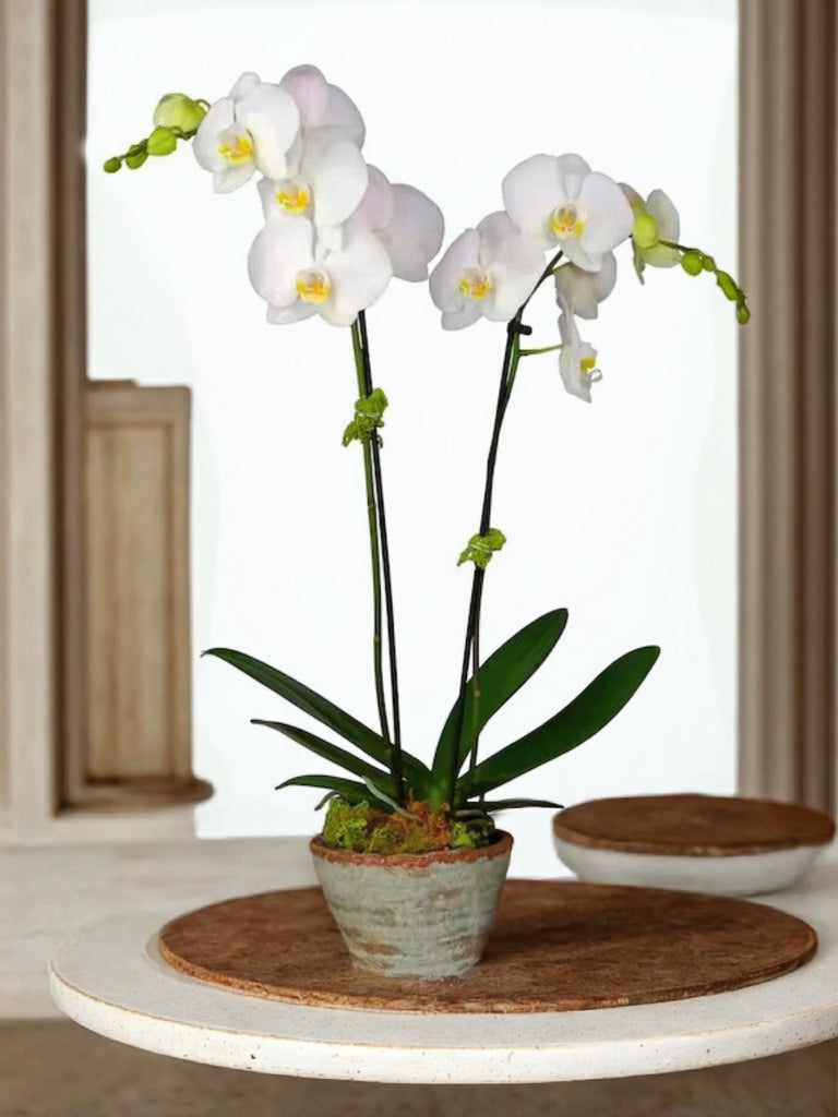 2-Stem White Orchid