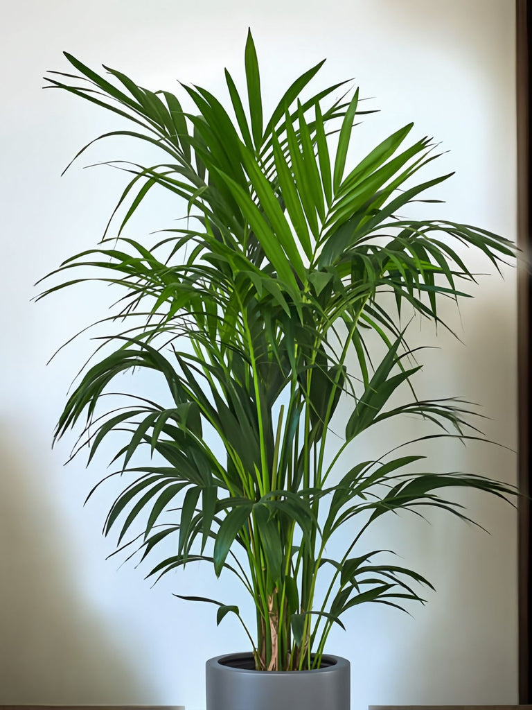 Kentish Palm Tree (190cm Tall)