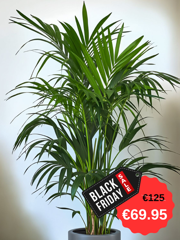 Kentish Palm Tree (190cm Tall)
