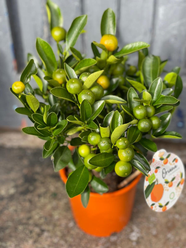 Orange Tree
