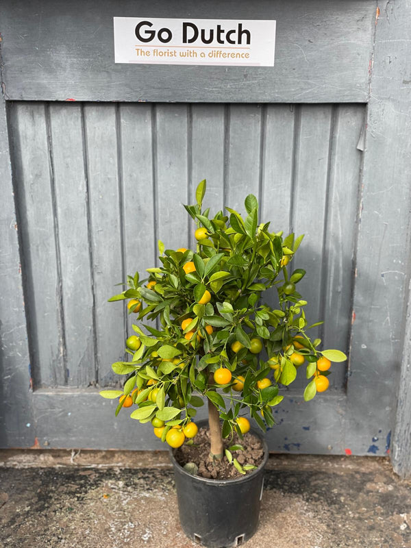 Large Orange Tree on Stem