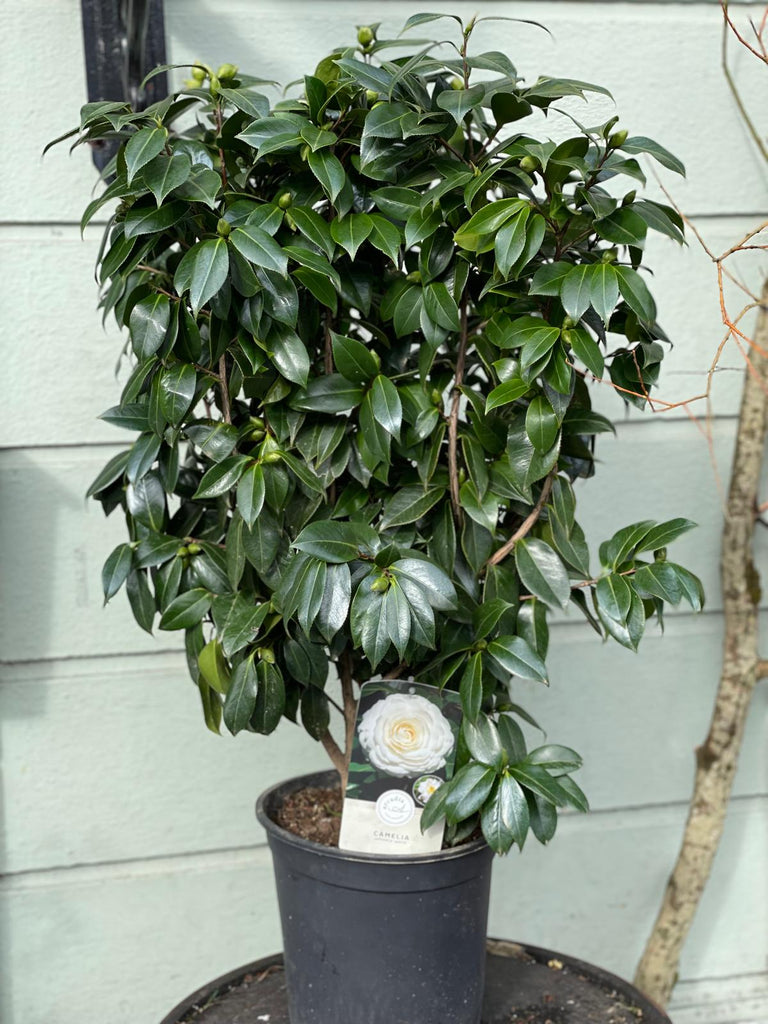 White Camellia