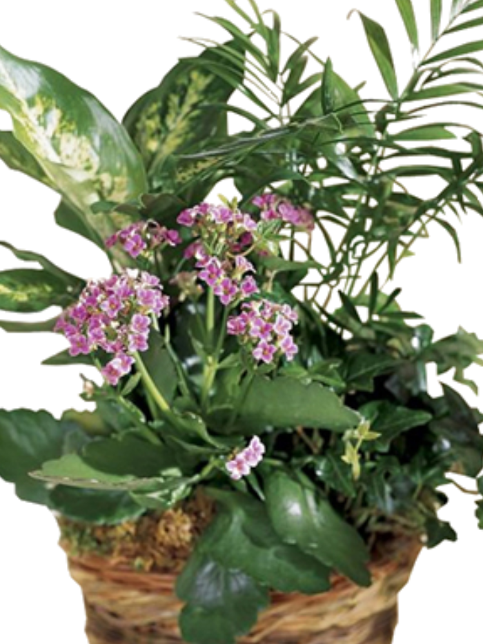 Arrangement of Plants and Chocolates