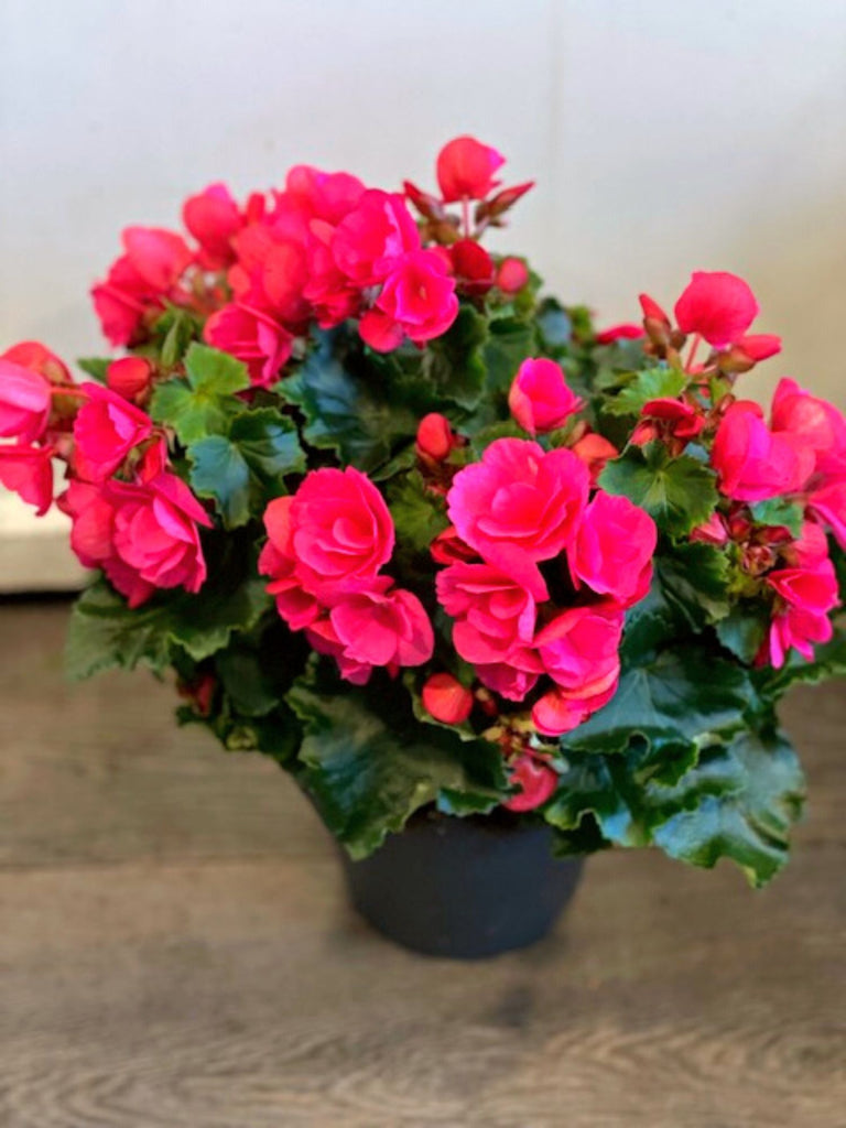 Begonia