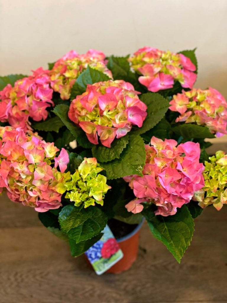 Pink Hydrangea Plant