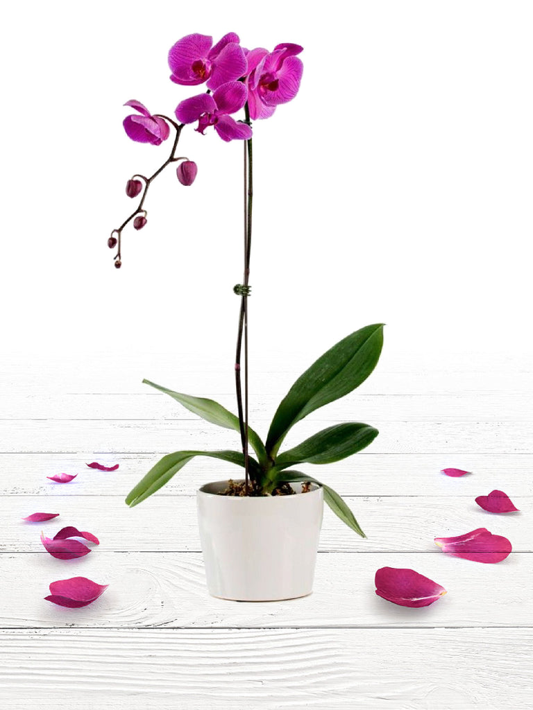 Purple Orchid Plant and Chocolates