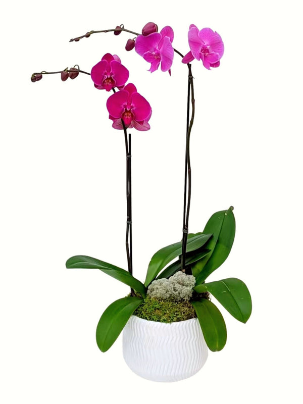 2-Stem Purple Orchid