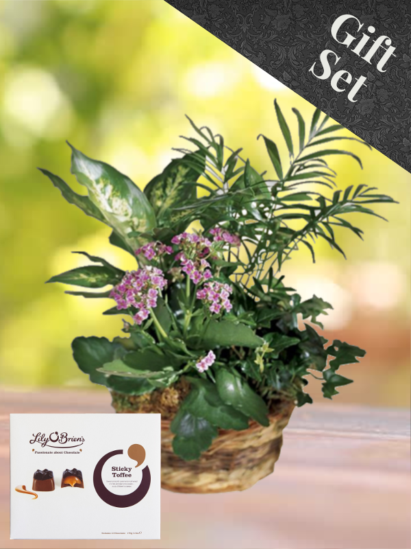 Arrangement of Plants and Chocolates