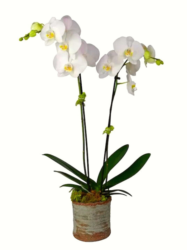 2-Stem White Orchid